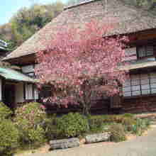 海蔵寺のカイドウ